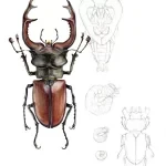 Roháč obecný - Lucanus cervus (Linnaeus, 1758)