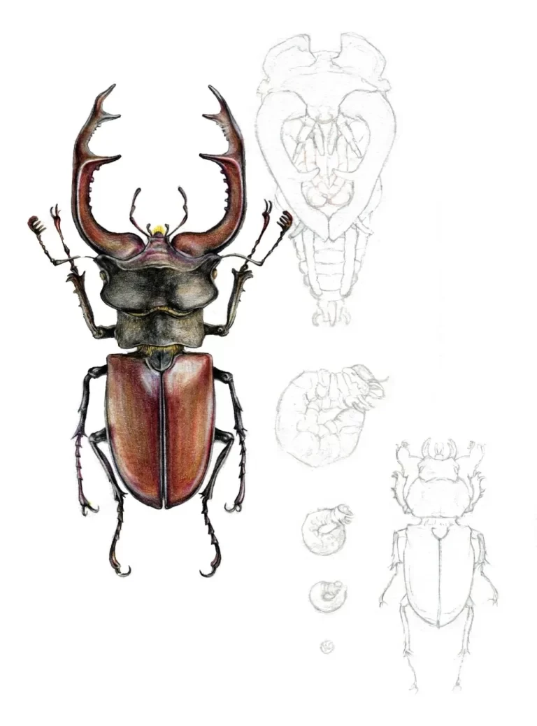 Roháč obecný - Lucanus cervus (Linnaeus, 1758)