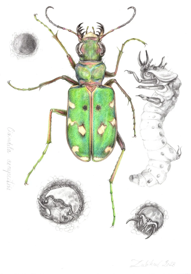 svižník polní, green tiger beetle, ilustrace Zubíková